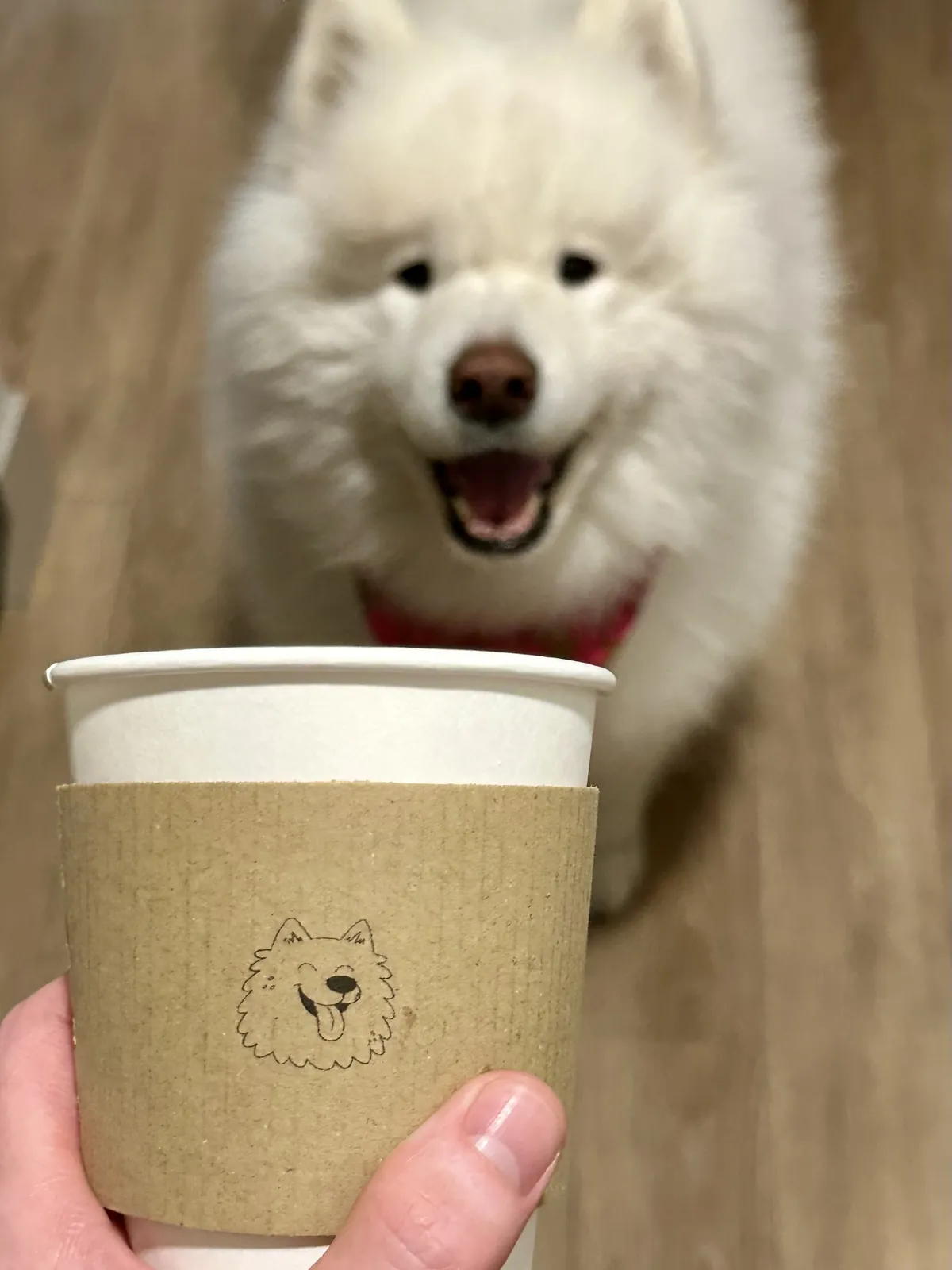 Maya the Samoyed, the dog behind Maya's Macchiatos, next to a branded coffee cup